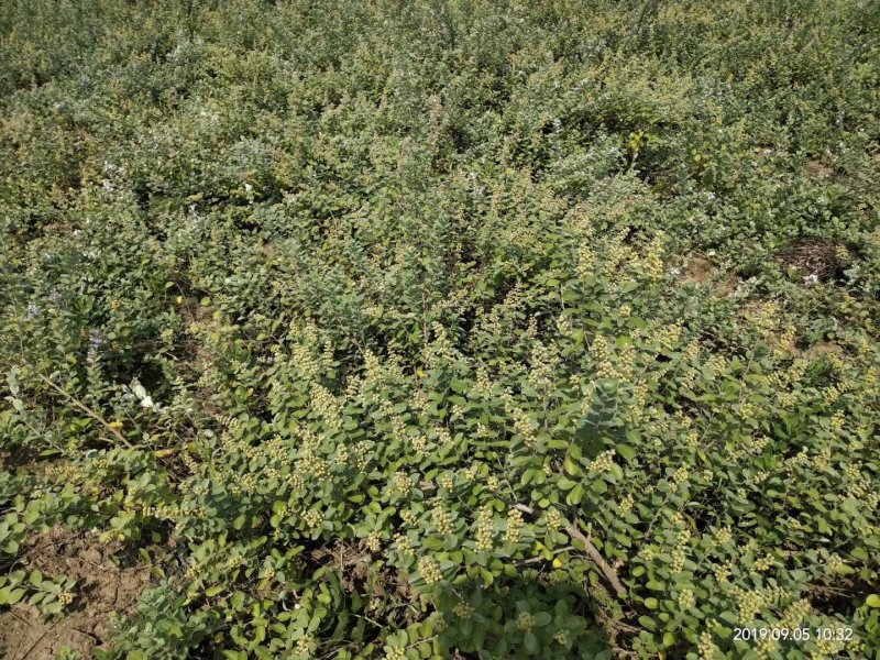 单叶蔓荆子苗（单叶正品）