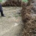 蔓荆子大苗（单叶正品）