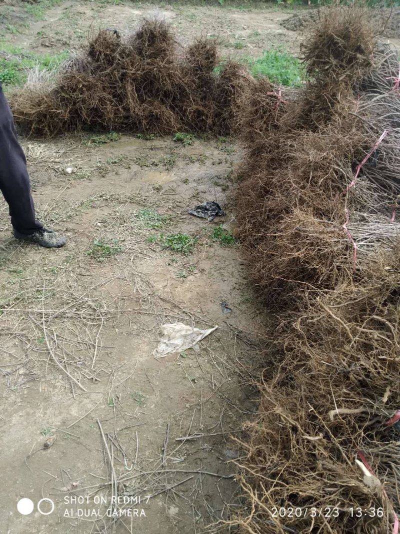 蔓荆子大苗（单叶正品）