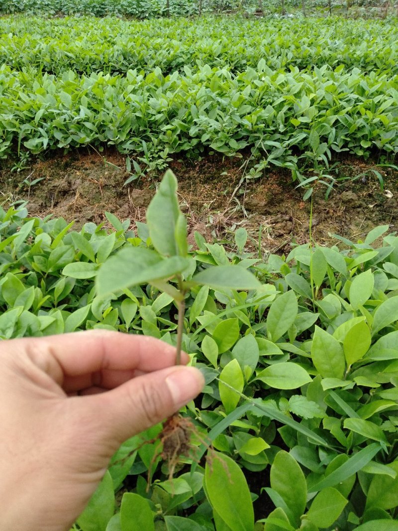 火历楠，楠木，大量出售杯苗，地苗