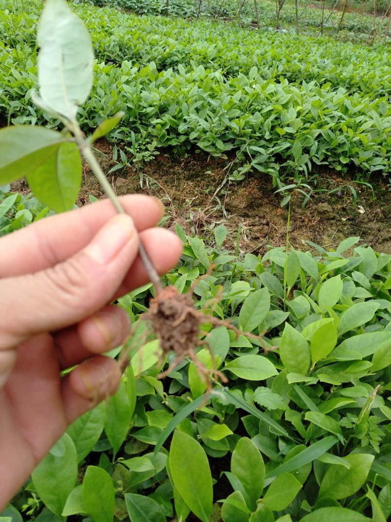 火历楠，楠木，大量出售杯苗，地苗