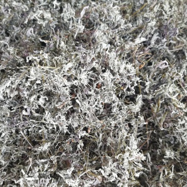 广西三江明前野生藤茶霉茶谷雨茶150克包邮