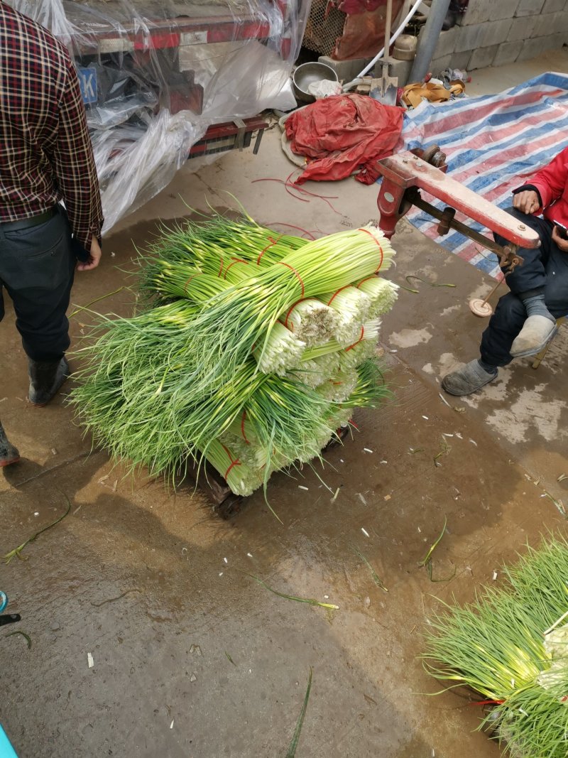 徐州精品白帽蒜苔，万亩基地，产地直发，货源充足，