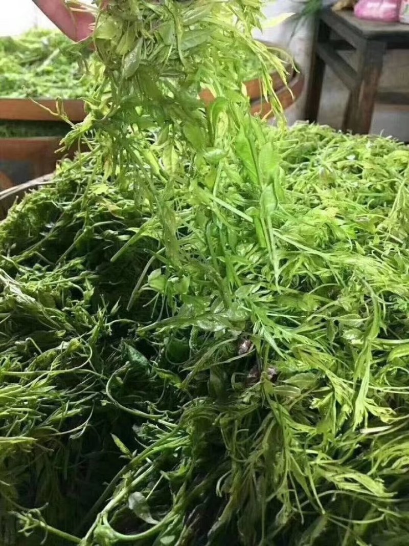 广西三江明前野生藤茶霉茶谷雨茶150克包邮