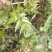 广西三江明前野生藤茶霉茶谷雨茶150克包邮