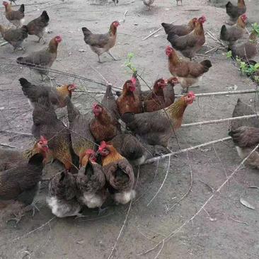 黑瑶鸡苗母鸡鸡优质鸡苗高产全国发货，防疫齐全