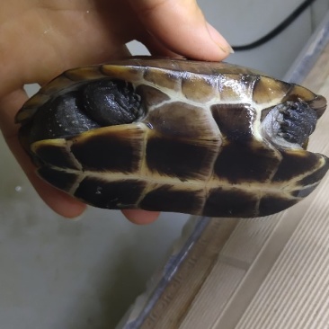 乌龟甲鱼