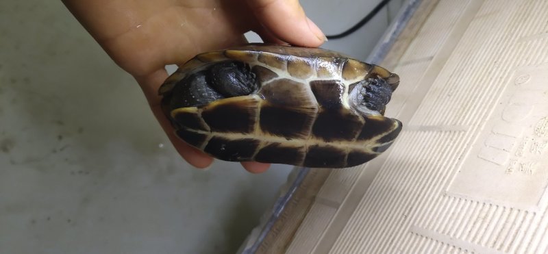 乌龟甲鱼