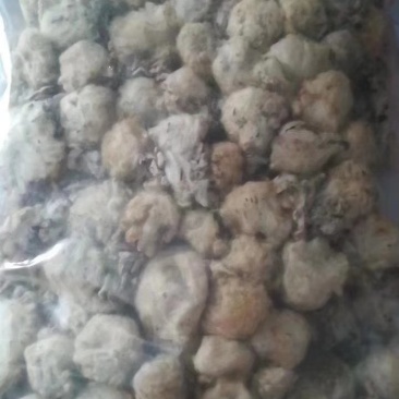 西藏白雪莲大量供应一手货源质量上乘价格美丽欢迎下单