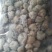 西藏白雪莲大量供应一手货源质量上乘价格美丽欢迎下单