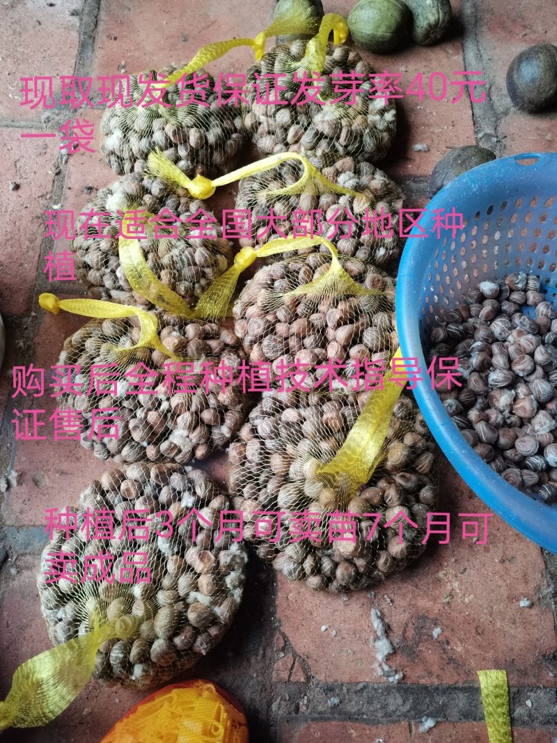 发财树苗发财树种子包邮附加种植技术