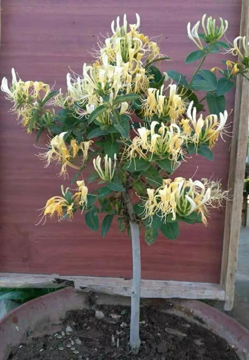 金银花小苗，红色金银花小苗，四季金银花苗