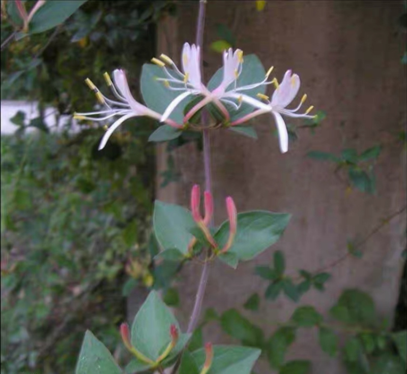 金银花小苗，红色金银花小苗，四季金银花苗