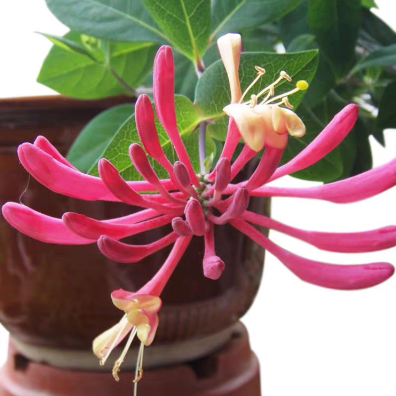 金银花小苗，红色金银花小苗，四季金银花苗