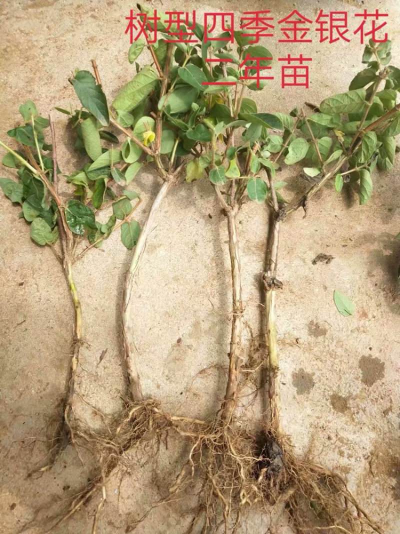金银花小苗，红色金银花小苗，四季金银花苗