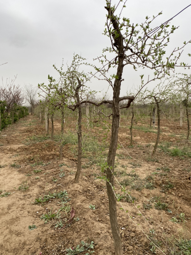 枸杞绿化苗木，枸杞盆景，后期采摘树桩，