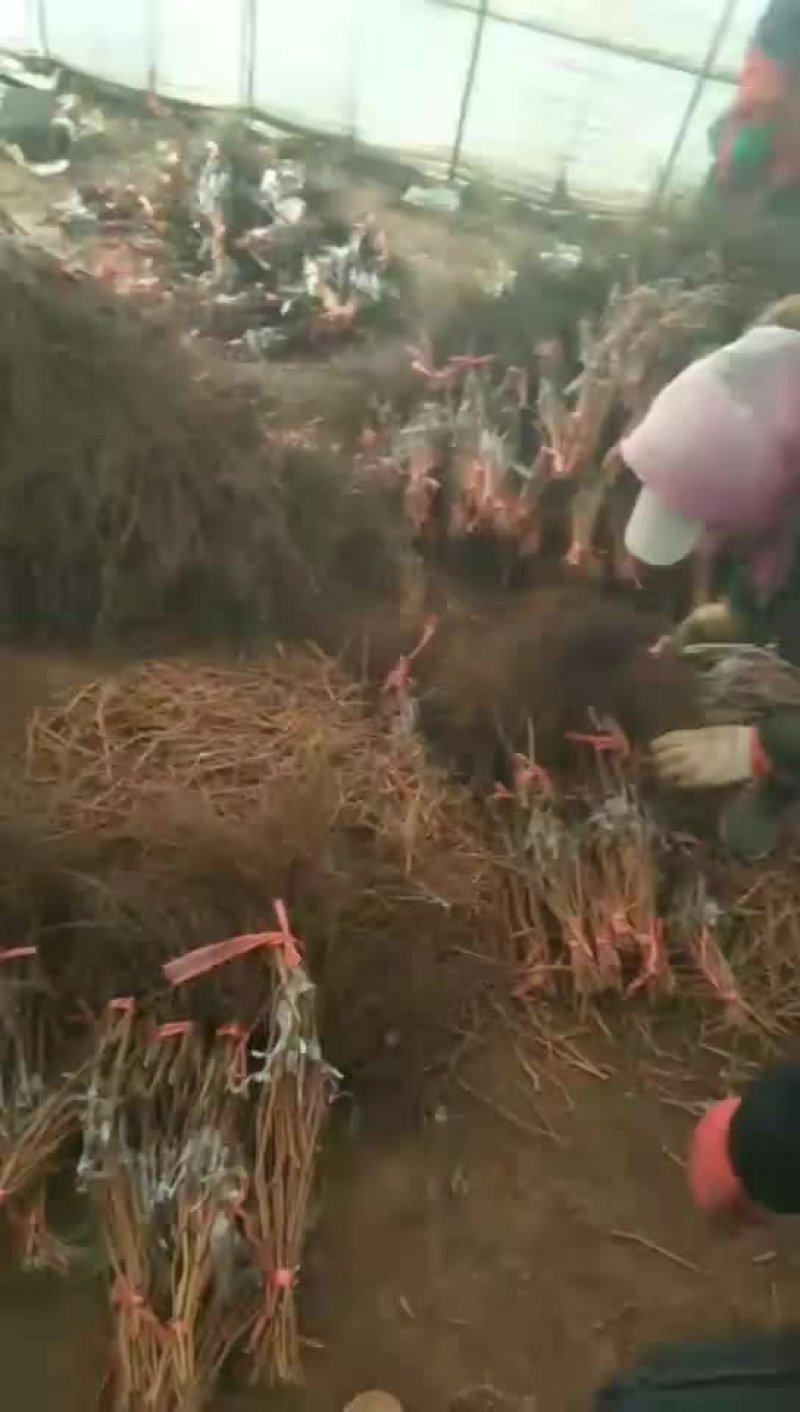 金手指葡萄苗假一赔十（每棵都精挑细选）。