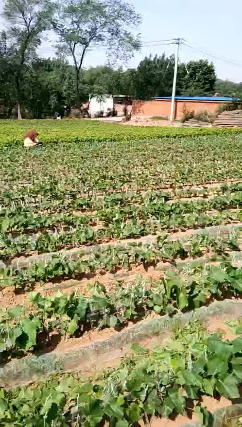 金手指葡萄苗假一赔十（每棵都精挑细选）。