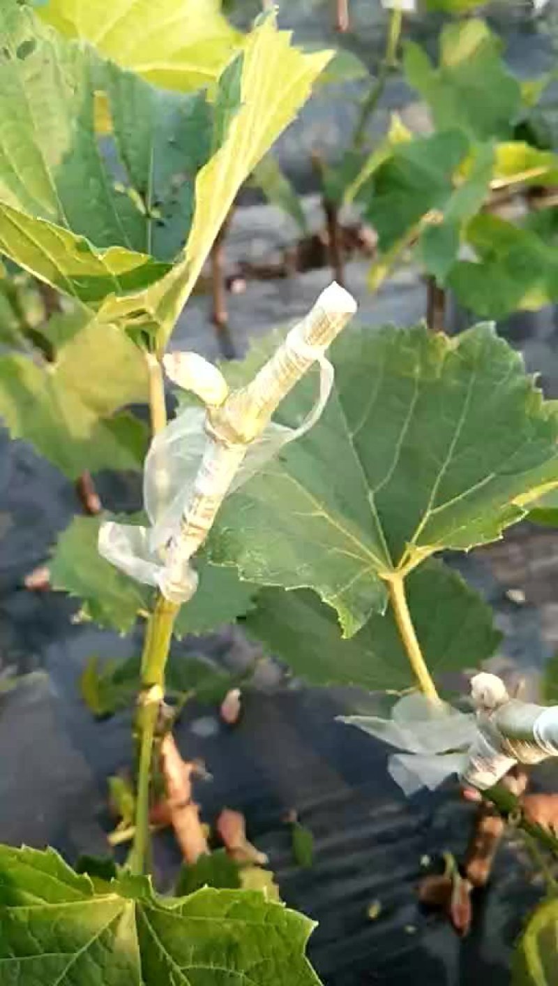 金手指葡萄苗假一赔十（每棵都精挑细选）。