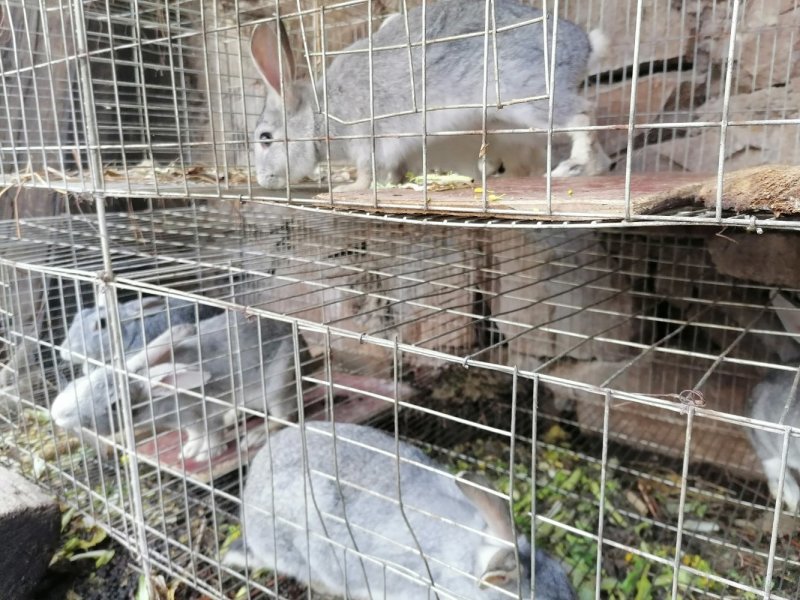 兔肉，农户自己养的兔子