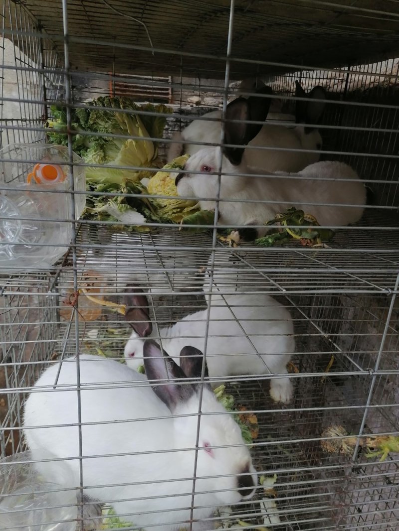 兔肉，农户自己养的兔子