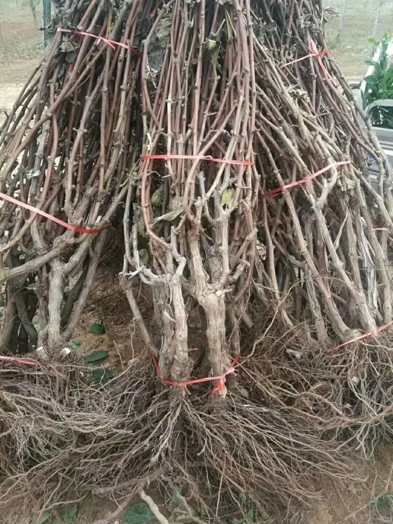 无核夏黑葡萄苗自产自销基地直发优质苗