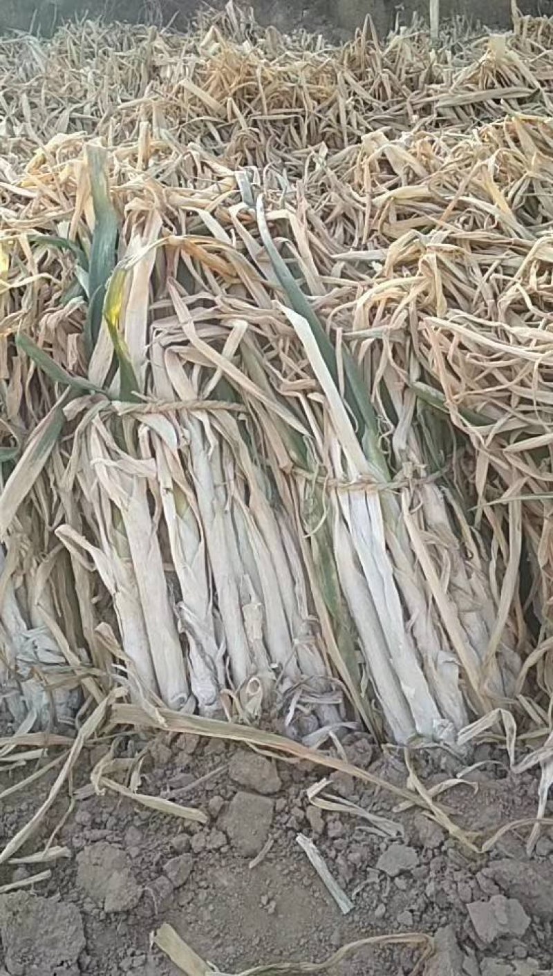 优质长白大葱产地直销价格面议