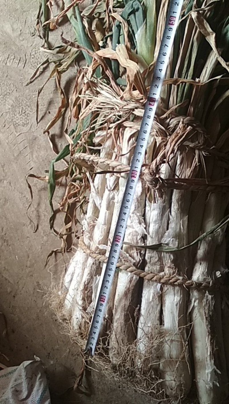 优质长白大葱产地直销价格面议