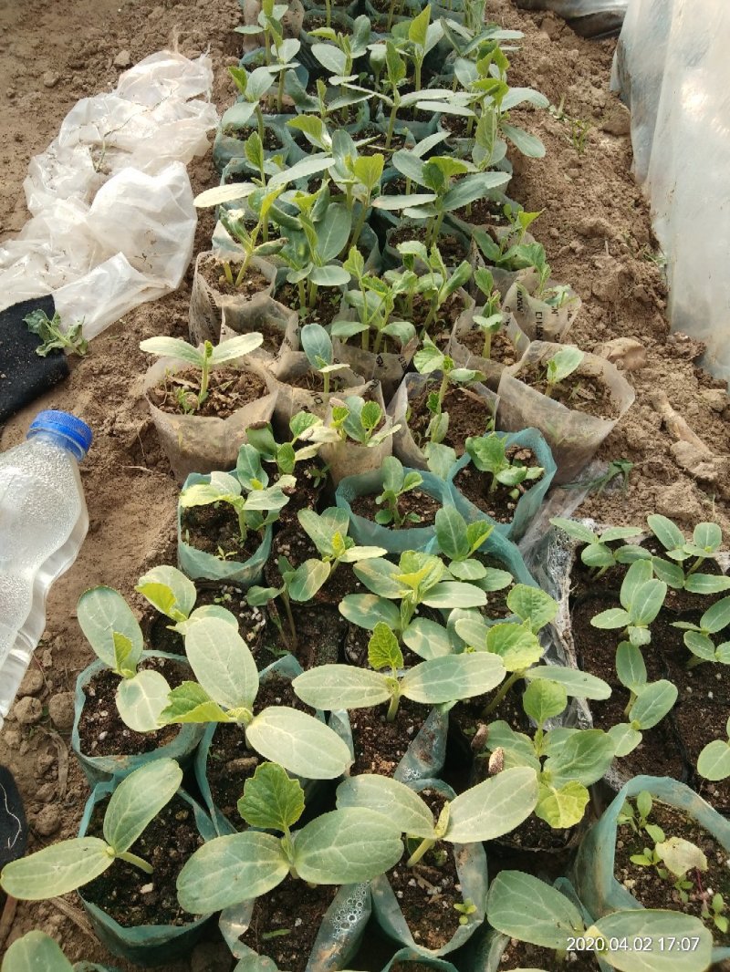 各种葫芦苗，小美，八宝，三亭等等。