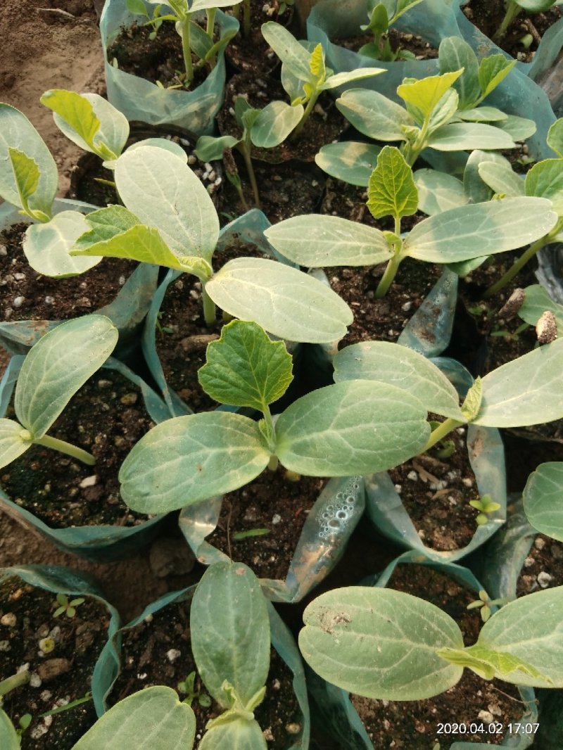 各种葫芦苗，小美，八宝，三亭等等。