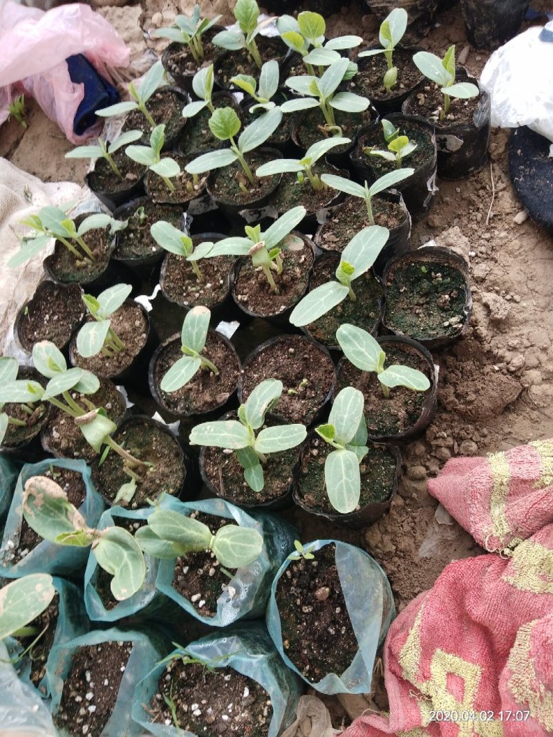 各种葫芦苗，小美，八宝，三亭等等。