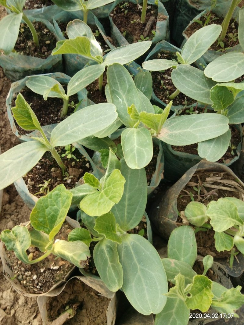 各种葫芦苗，小美，八宝，三亭等等。