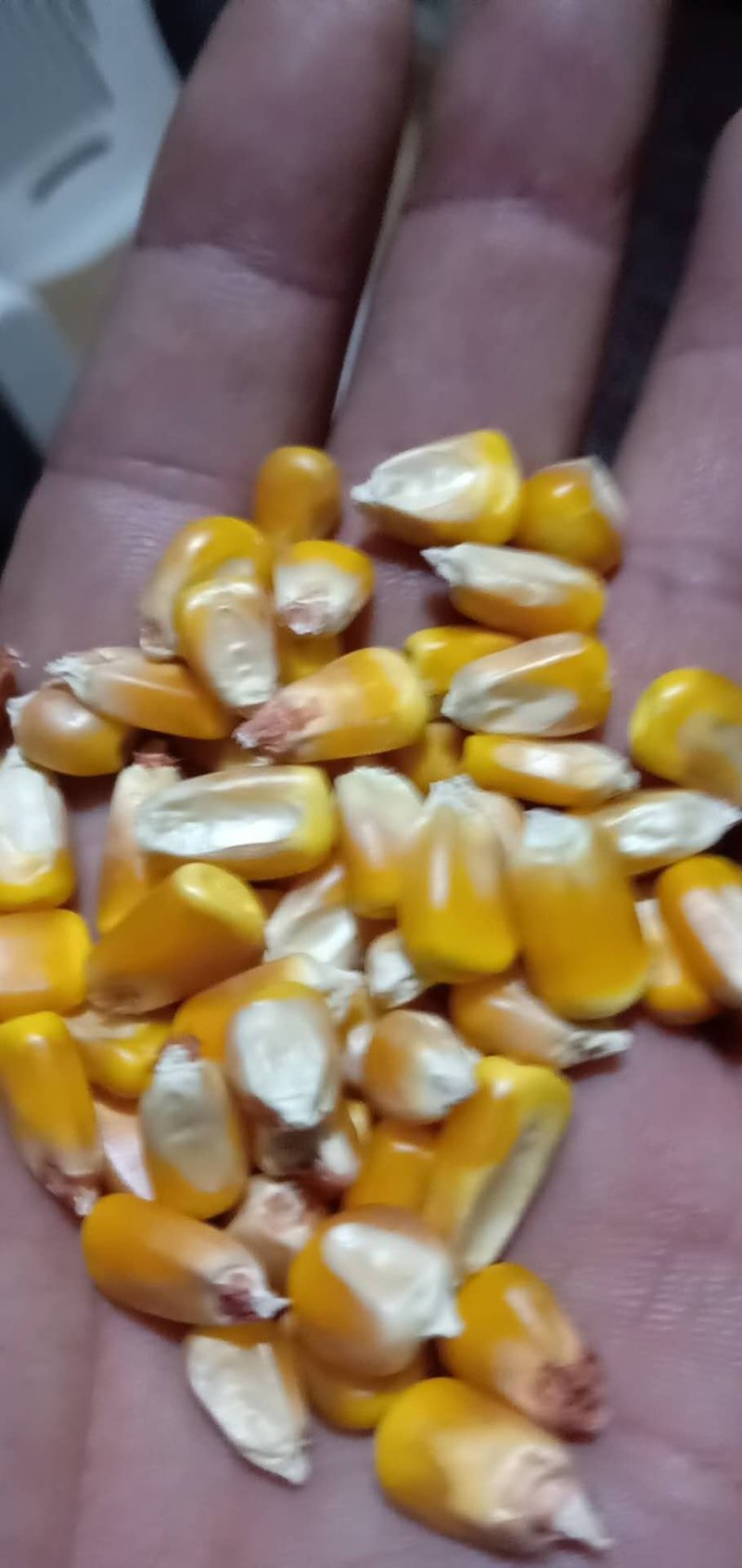 甘肃静宁县旱地精品玉米常年大量供货质量可靠