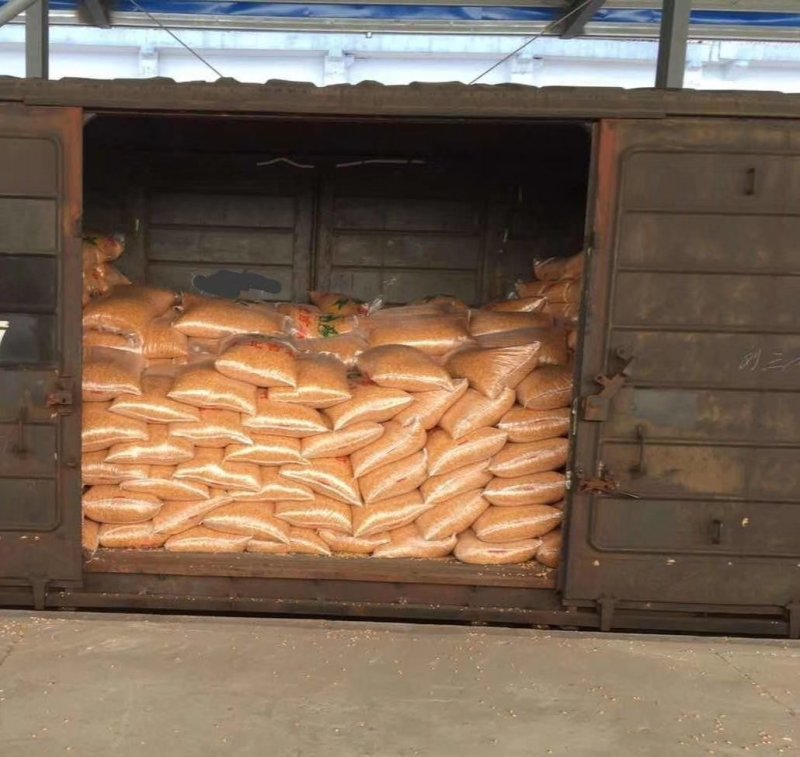 甘肃静宁县旱地精品玉米常年大量供货质量可靠