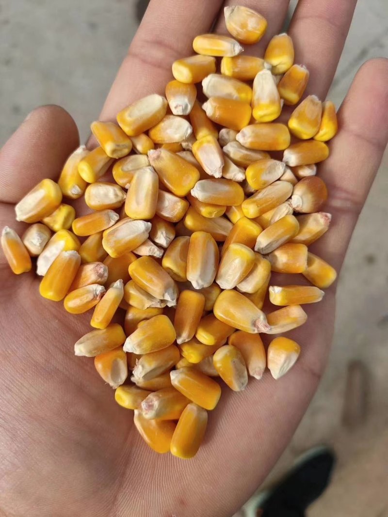 甘肃静宁县旱地精品玉米常年大量供货质量可靠