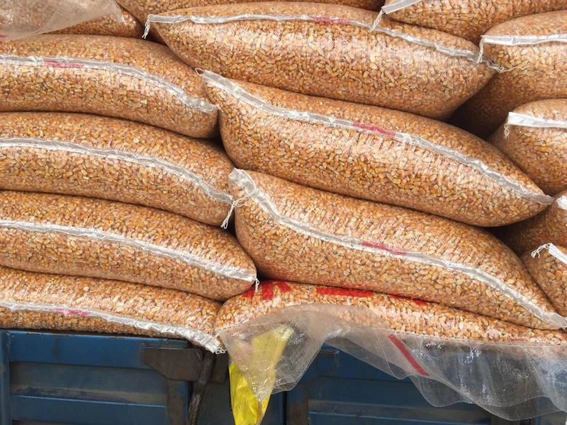 甘肃静宁县旱地精品玉米常年大量供货质量可靠