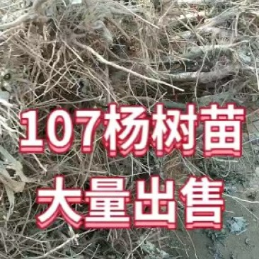 107杨树苗107杨树苗107杨树苗
