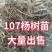 107杨树苗107杨树苗107杨树苗