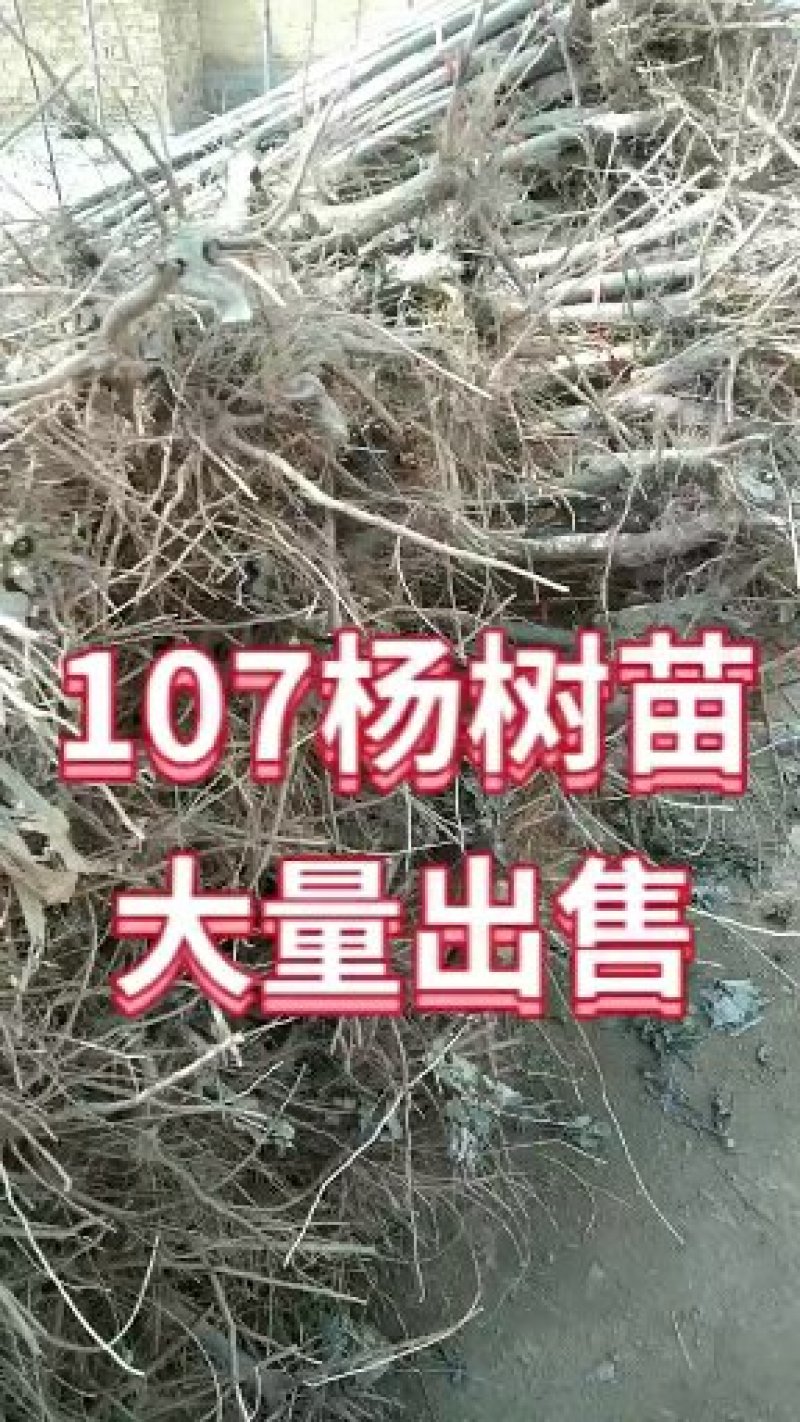 107杨树苗107杨树苗107杨树苗