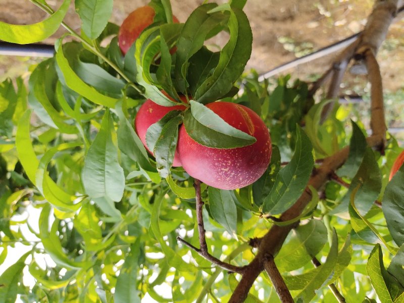 春桃
