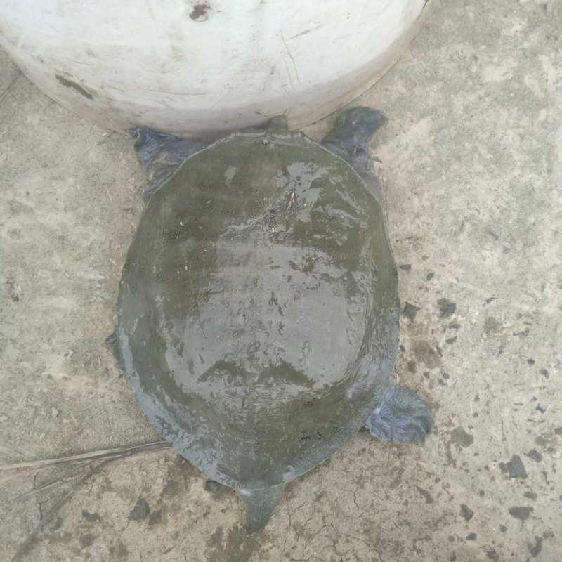 本地中华鳖