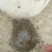 本地中华鳖