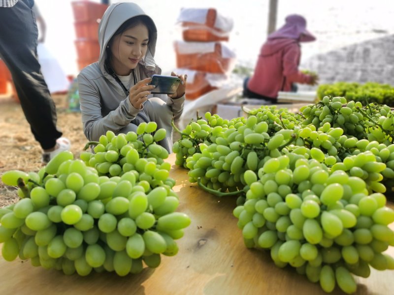 云南葡萄，青提白鸡心提子