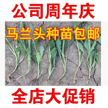 马兰头种苗路边菊种苗红梗菜种苗包邮发货