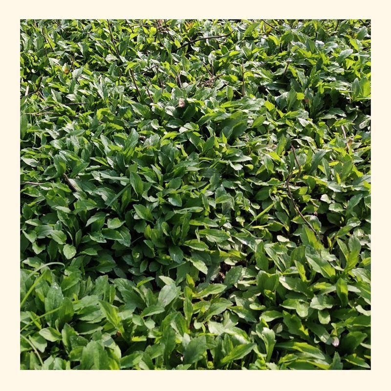 马兰头种苗路边菊种苗红梗菜种苗包邮发货