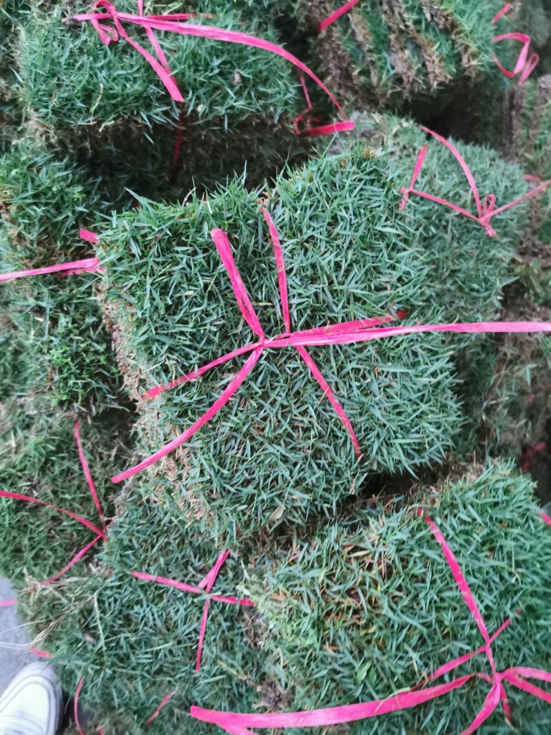台湾青，台湾草，草坪，草卷，大量有货，低价出售