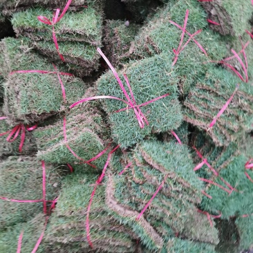 台湾青，台湾草，草坪，草卷，大量有货，低价出售