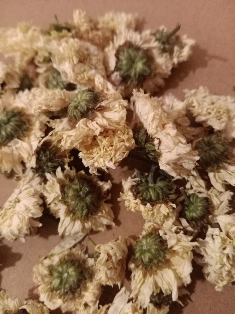 黄山贡菊另有七月菊假一罚十