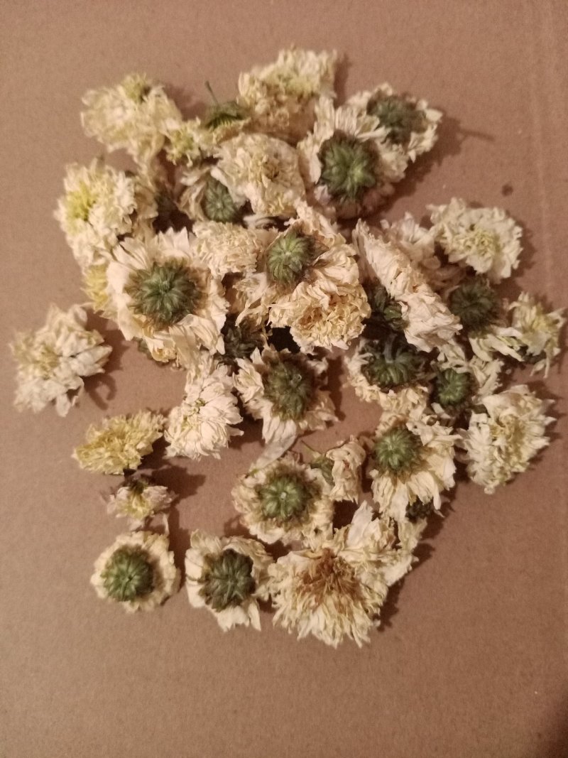 黄山贡菊另有七月菊假一罚十