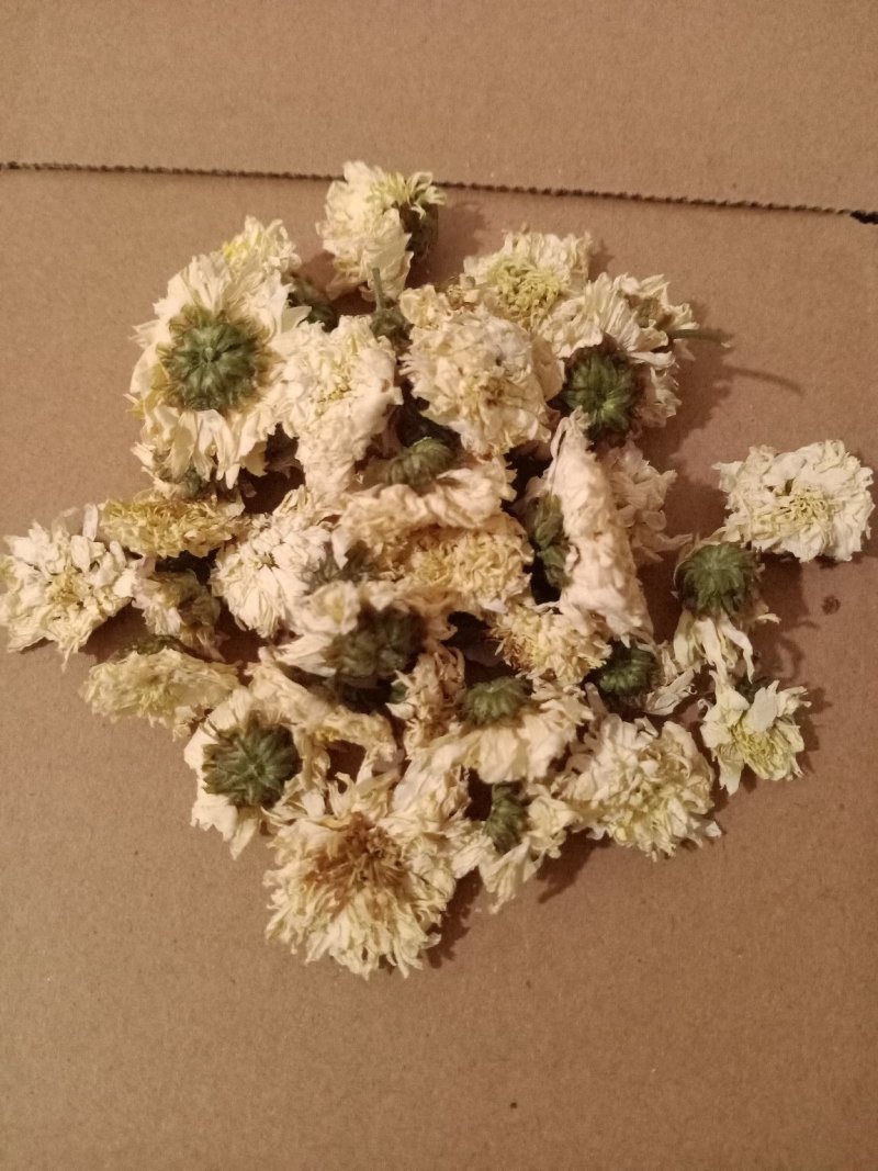 黄山贡菊另有七月菊假一罚十